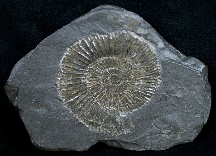 Dactylioceras Ammonite - Posidonia Shale #9715